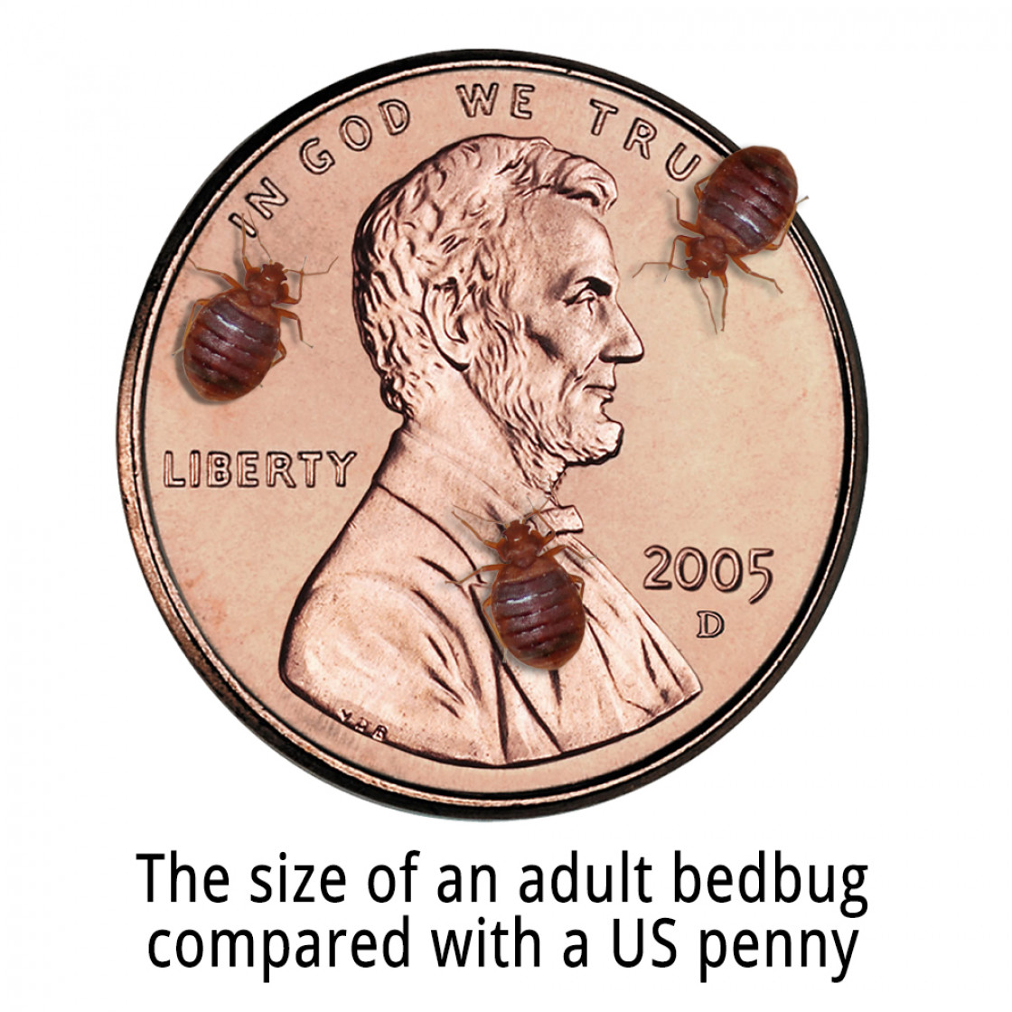 美国虫害防治- 休斯顿指南- Houston Plus