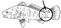 红鼓鱼标签
